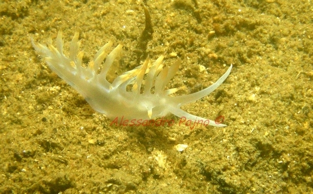 Flabellina babai Schmekel, 1972